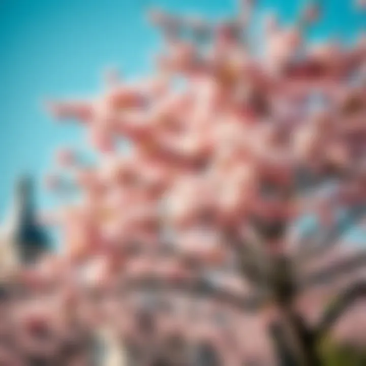 Vibrant Cherry Blossom Tree in Full Bloom A stunning cherry blossom tree in full bloom, providing a vibrant backdrop for photography.