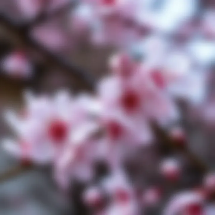 Close-Up of Delicate Cherry Blossoms A close-up view of delicate cherry blossoms, showcasing their intricate details and soft colors.