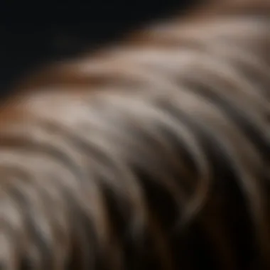 The Quality of Human Hair Close-up of the texture and quality of human hair fibers