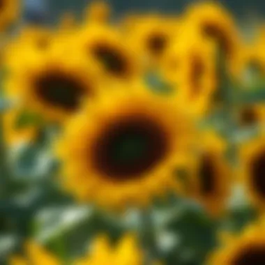 Creative projects showcasing sunflower vinyl patterns