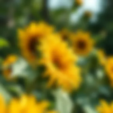 Eco-friendly aspects of sunflower heat transfer vinyl