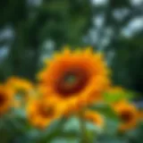 Vibrant sunflower heat transfer vinyl sheets