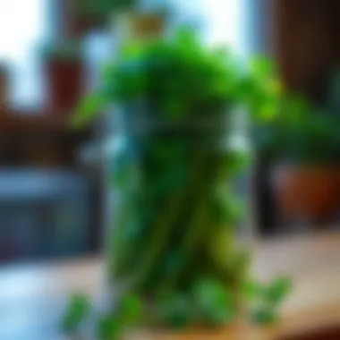 Eco-friendly ceramic jar filled with vibrant cilantro leaves