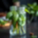 Elegant glass container showcasing fresh basil with dew drops