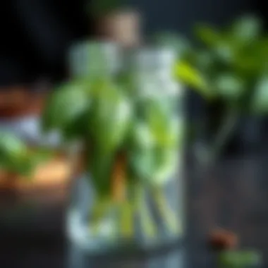 Elegant glass container showcasing fresh basil with dew drops