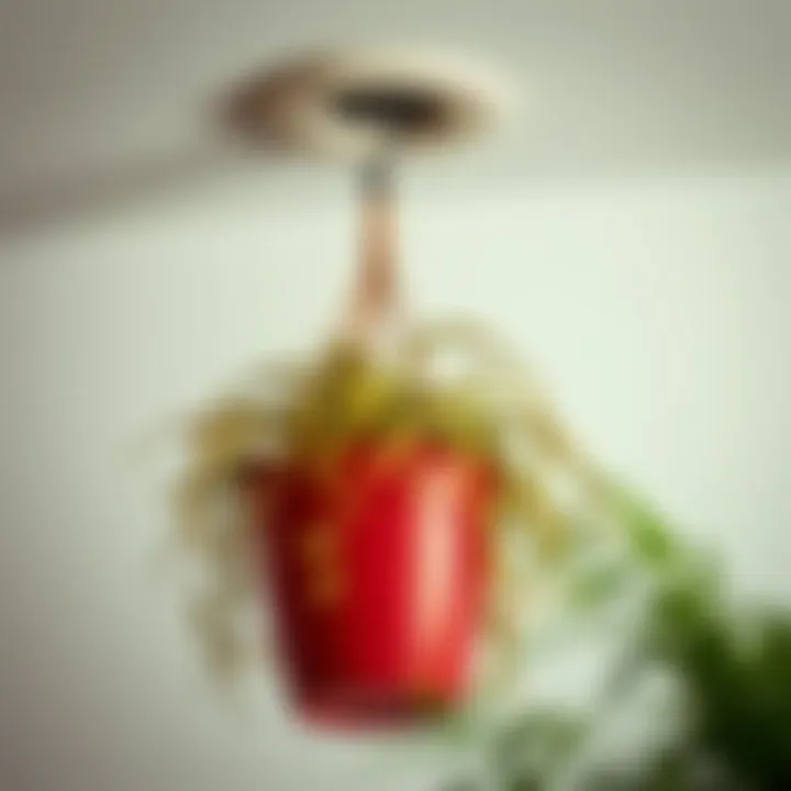 Installing a Screw Hook for Plant Support Installation of a screw hook in a ceiling for plant support