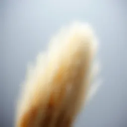 Close-up view of soft bristle back brush showcasing its bristles and design