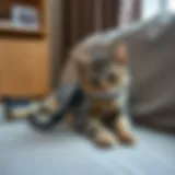 Efficient Cat Hair Management on Upholstery A sleek cat hair catcher in action on a couch